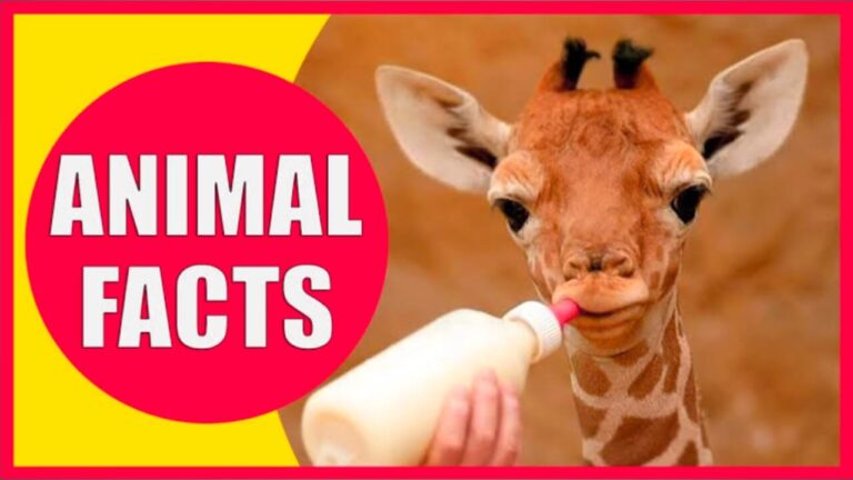 Amazing Facts About Animals | अमेजिंग फैक्ट्स अबाउट अनिमल्स | एनिमल्स के बारे में अमेजिंग फैक्ट्स