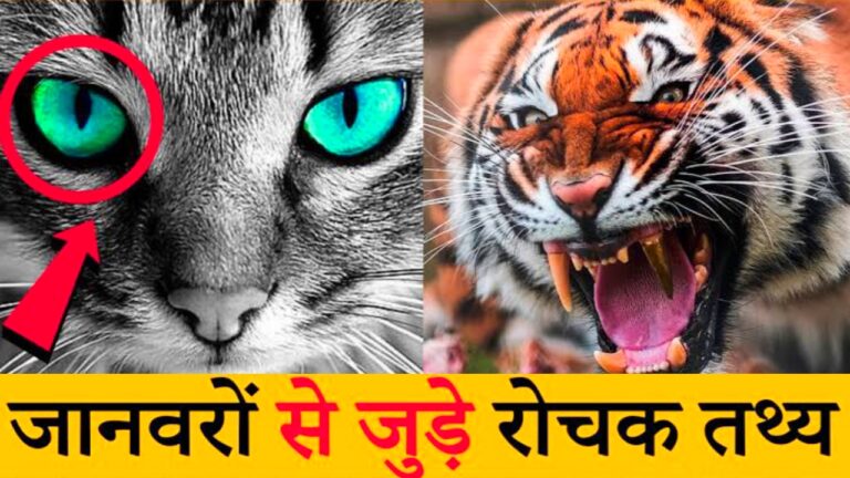 Janvaron ke bare mein majedar facts | जानवरों के बारे में मजेदार तथ्य