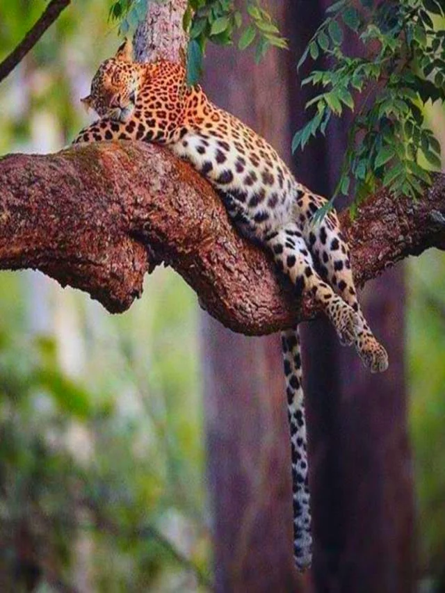 TOP 10 ANIMALS THAT SLEEP ON TREE