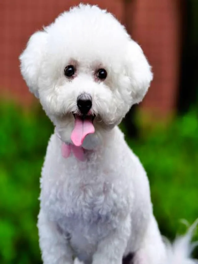 Teacup Dog Breeds for Canine Lovers