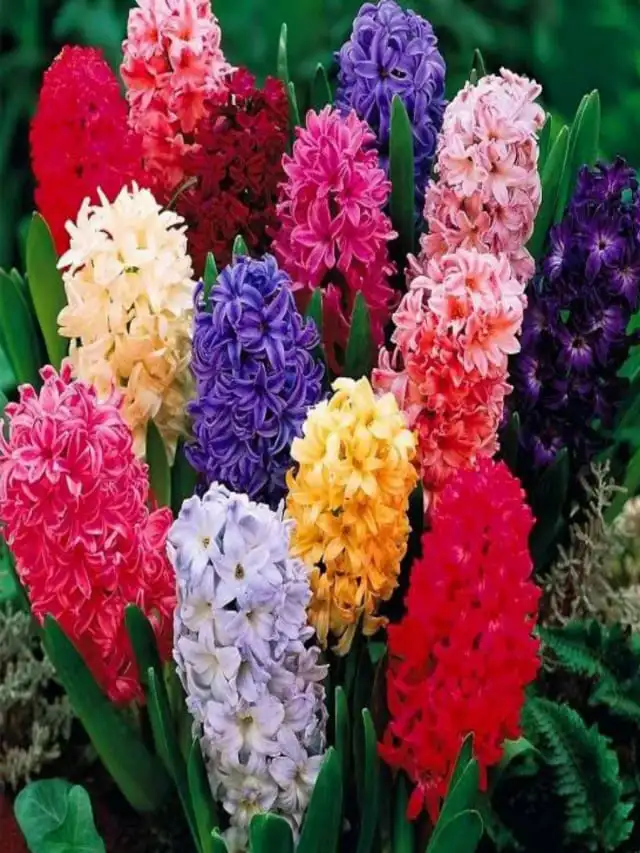 Top 10 Most Fragrant Flowers In The World